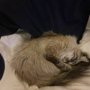 Meet your Posher, Syed